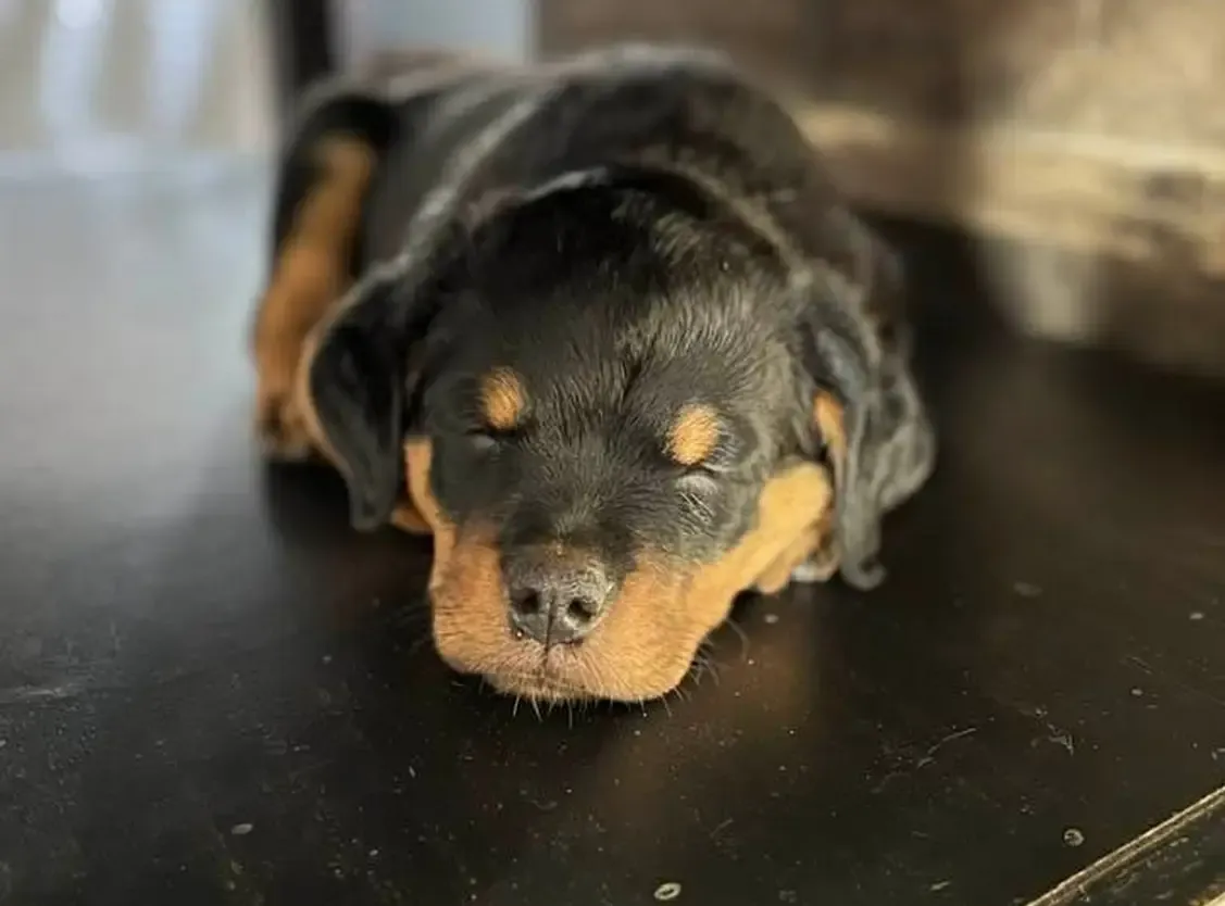 Bueler Vom Kinghaus - Rottweiler Stud Dog
