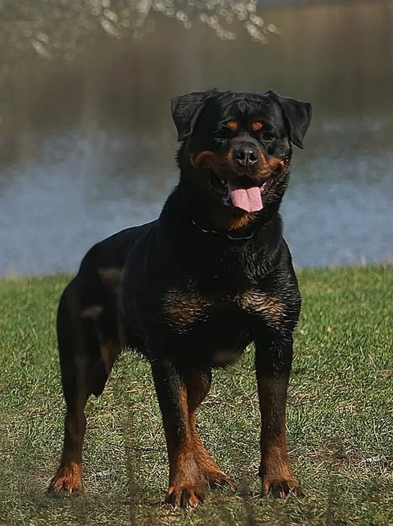 Buying a Puppy Out of State