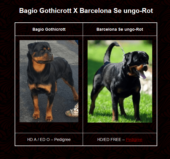  King Rottweilers 