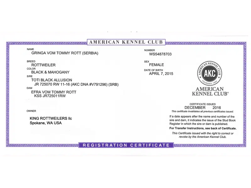 Gringa Vom Tommy Rott AKC
