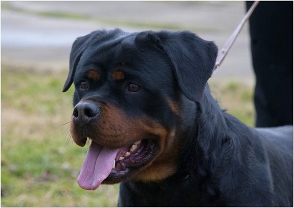 Azra vom Bistrica Berg Rottweiler Head