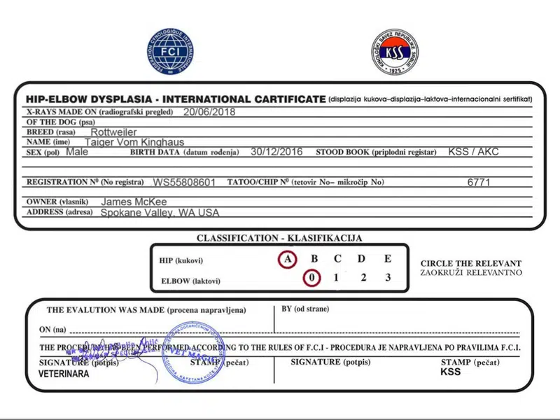 Taiger-Vom-Kinghaus Rottweiler Health Testing