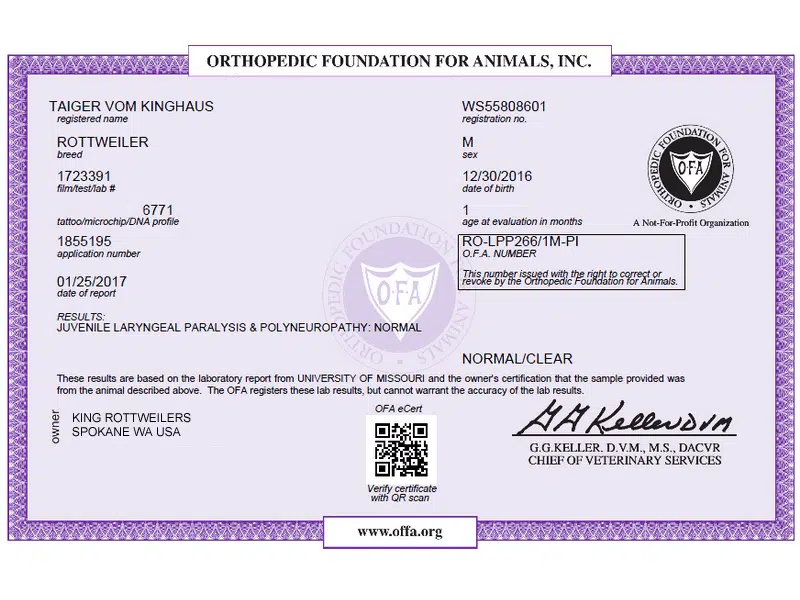 Taiger Vom Kinghaus JLPP