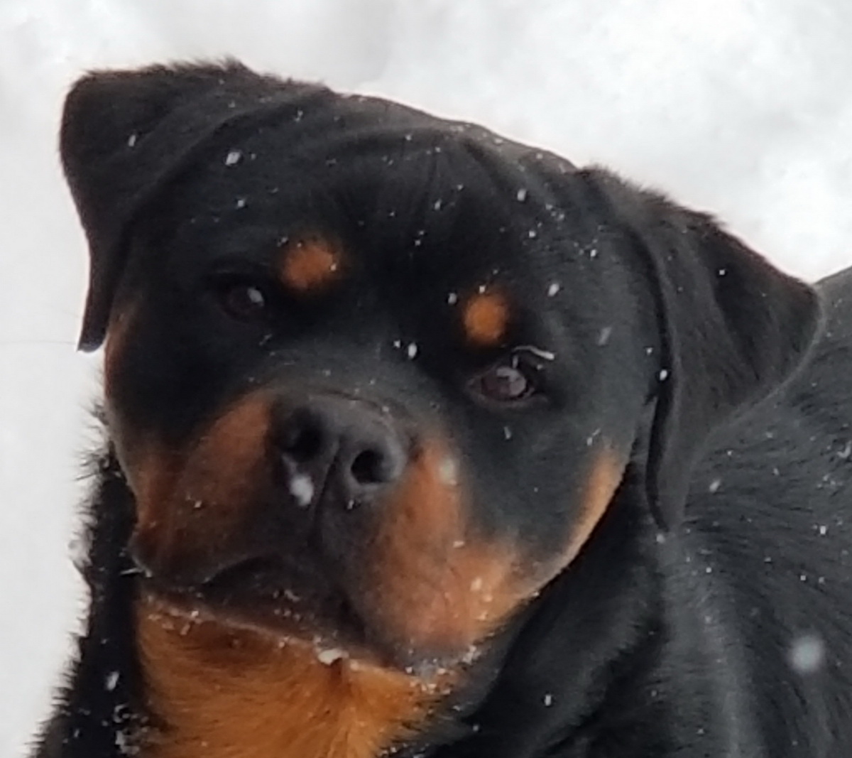 difference between german and american rottweiler