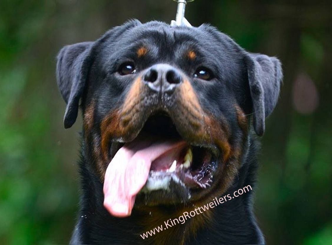 Droll Rottweiler Puppies For Sale In Michigan Craigslist