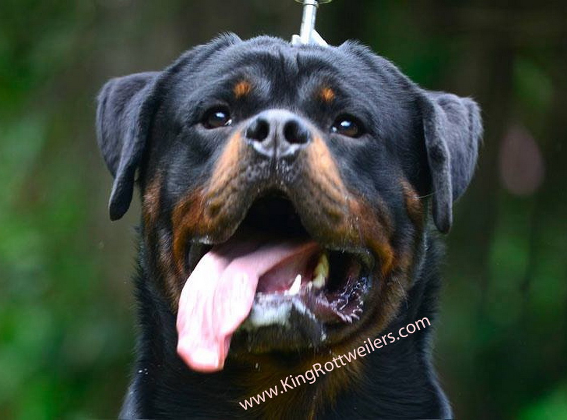 Rottweiler Head Growth Chart