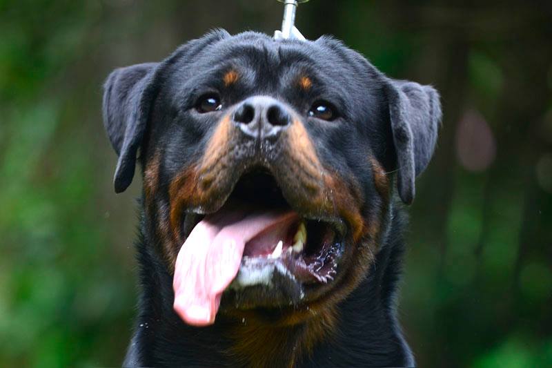 cheap rottweiler