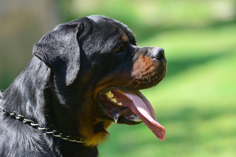 Ethical Rottweiler Breeder