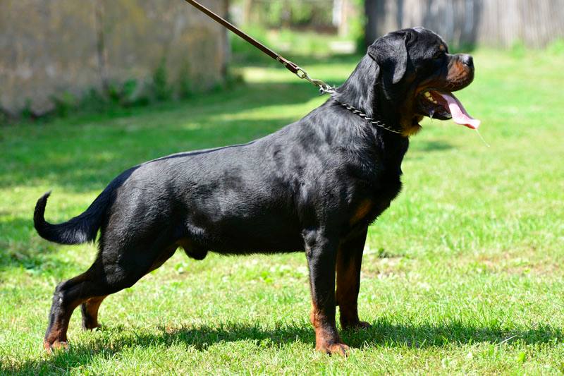 Best Rottweiler Breeder