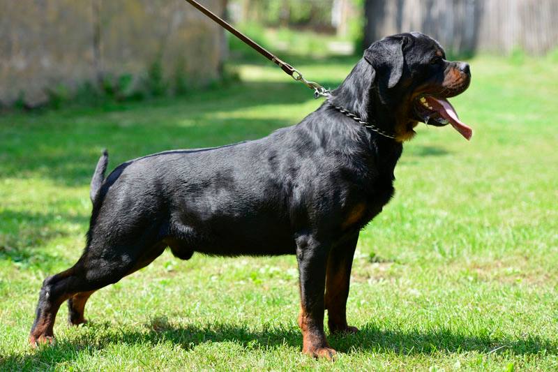 CH. Rambo Rottweiler