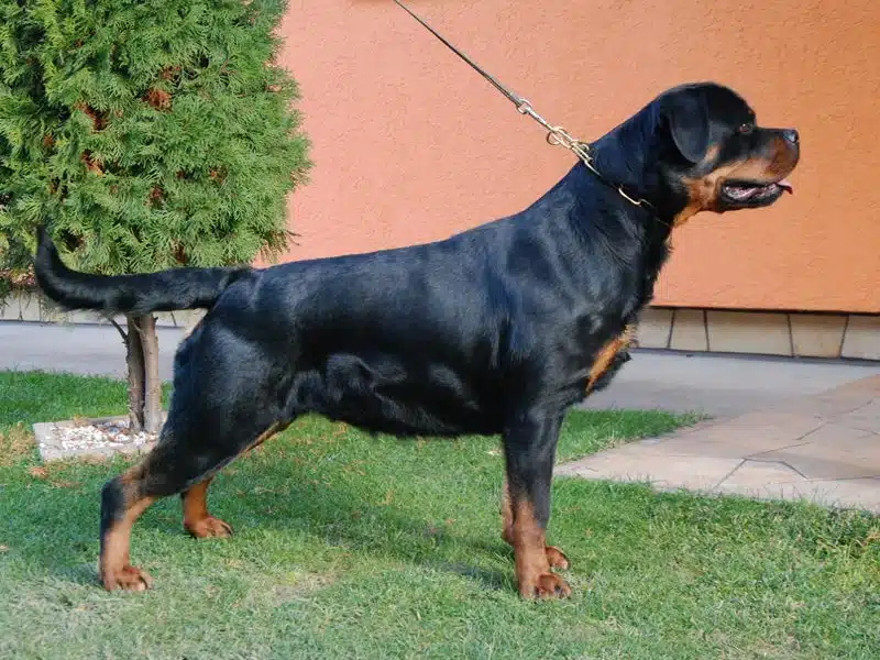 Gringa Vom Tommy Rott Puppies