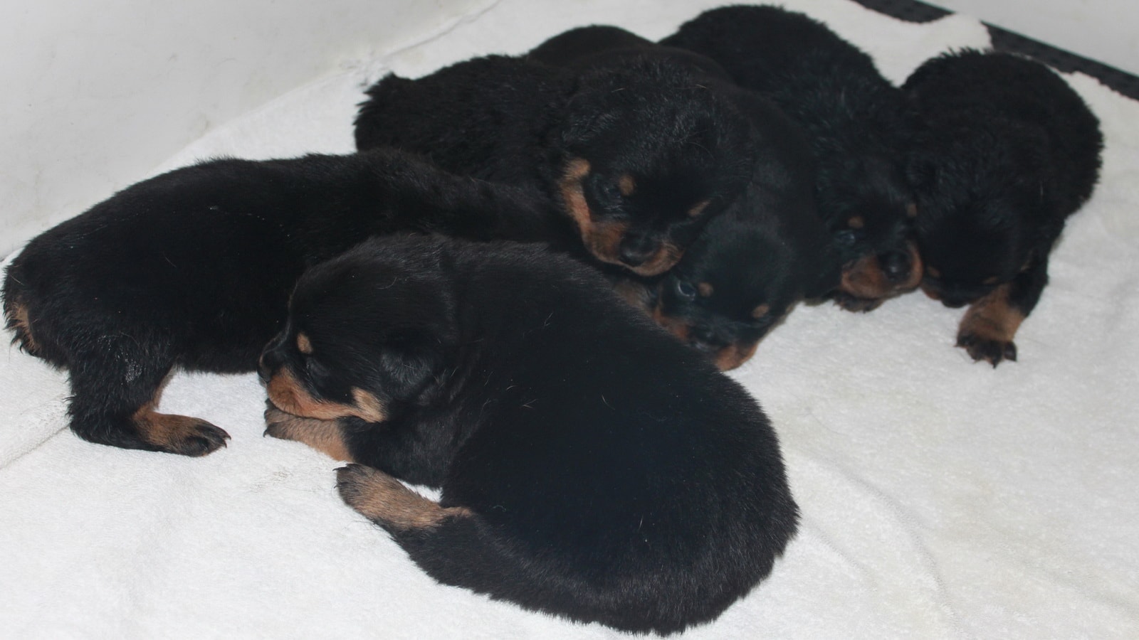 Newborn Rottweiler Puppies