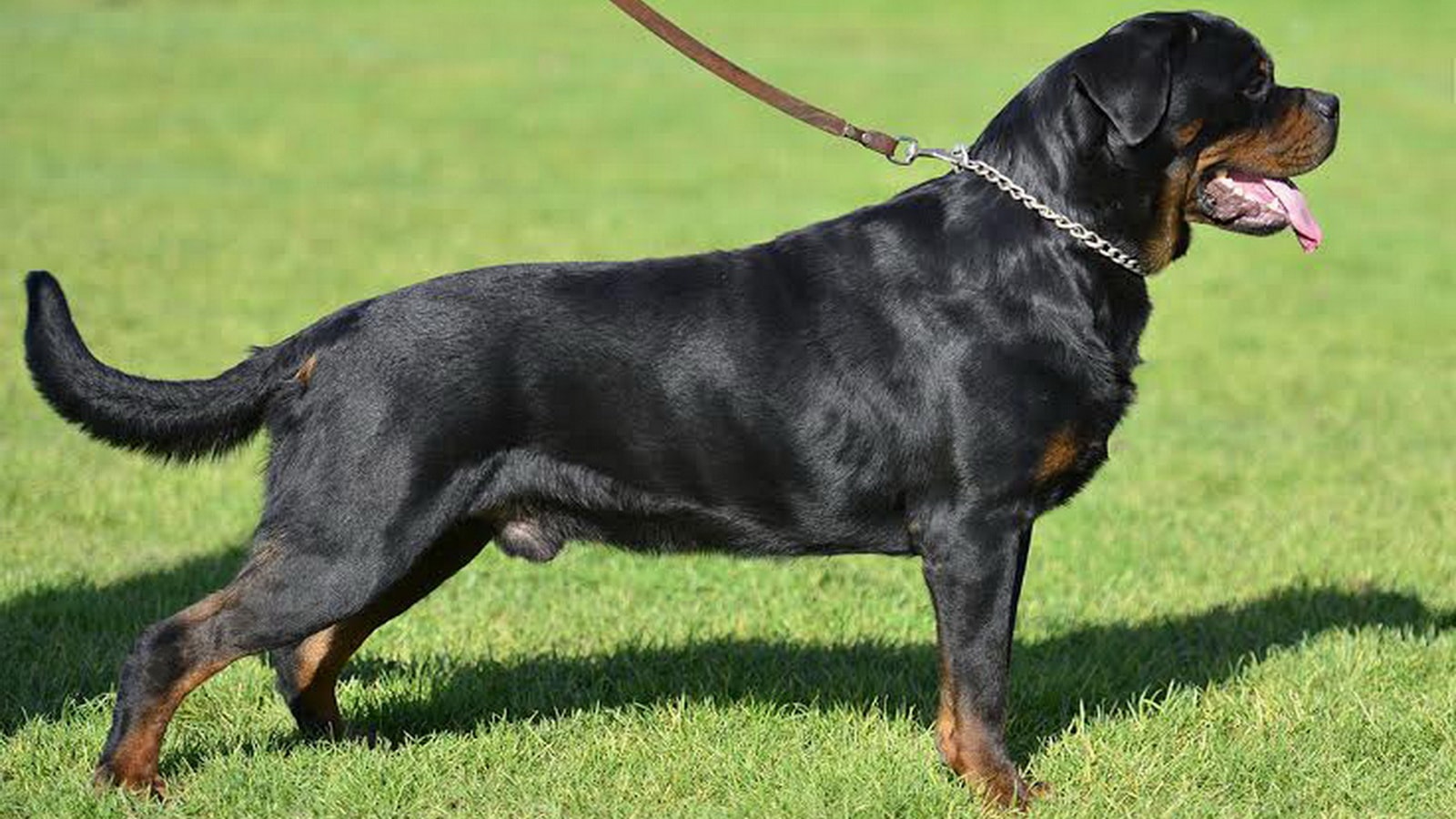 champion rottweiler for sale