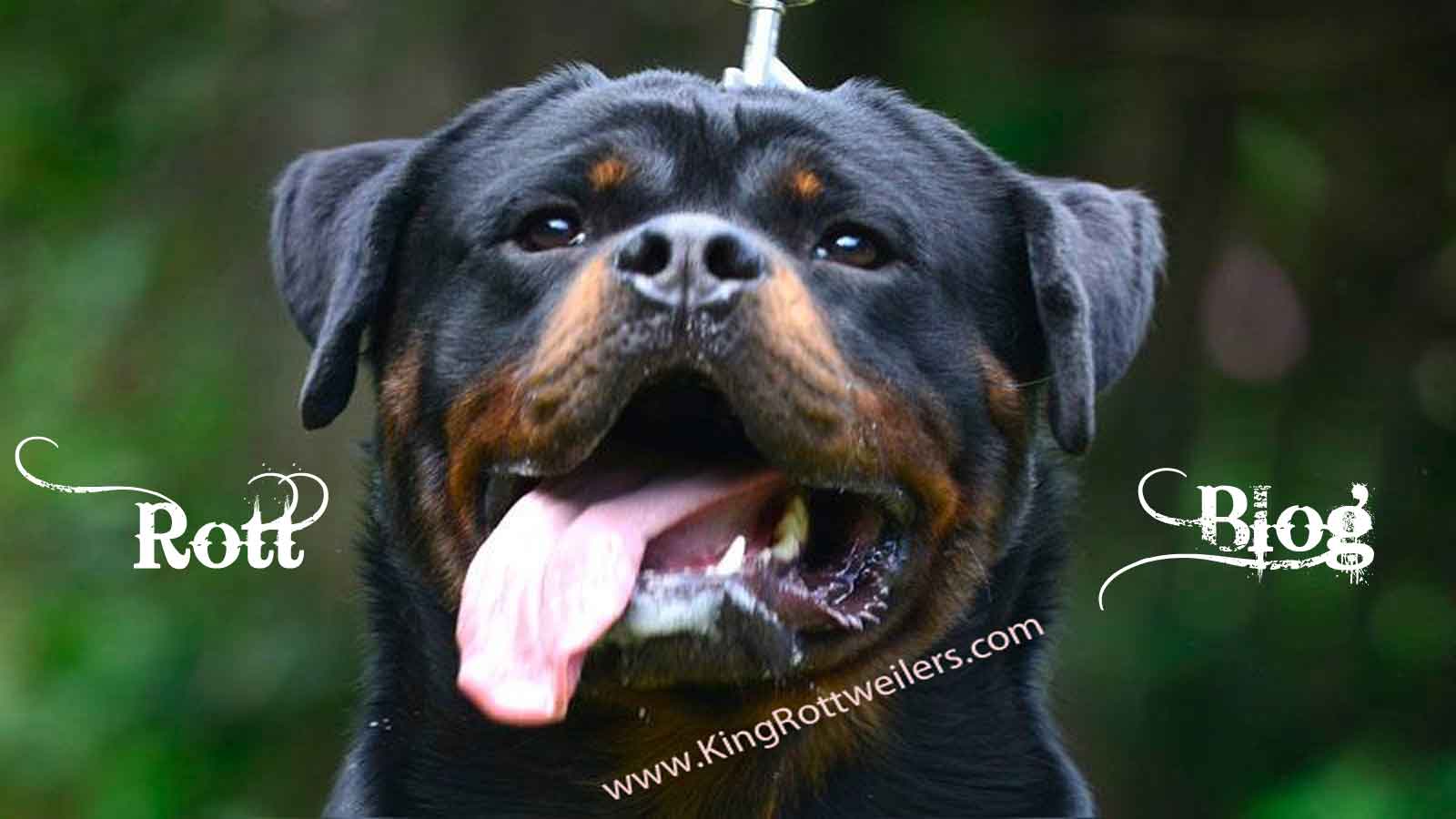 Rottweiler Puppy for Sale