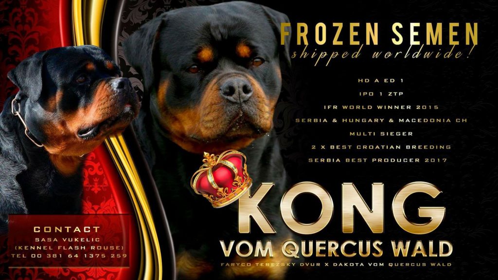 Kong vom Quercus Wald Promo