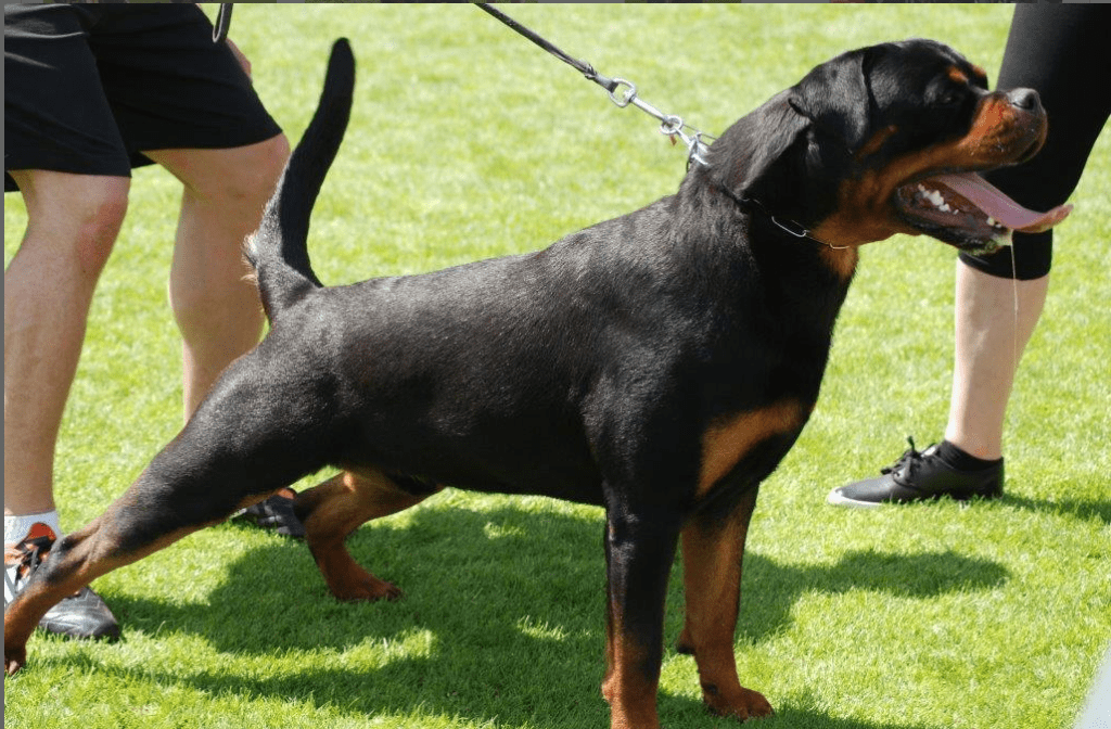 World Champion Rottweiler Puppies