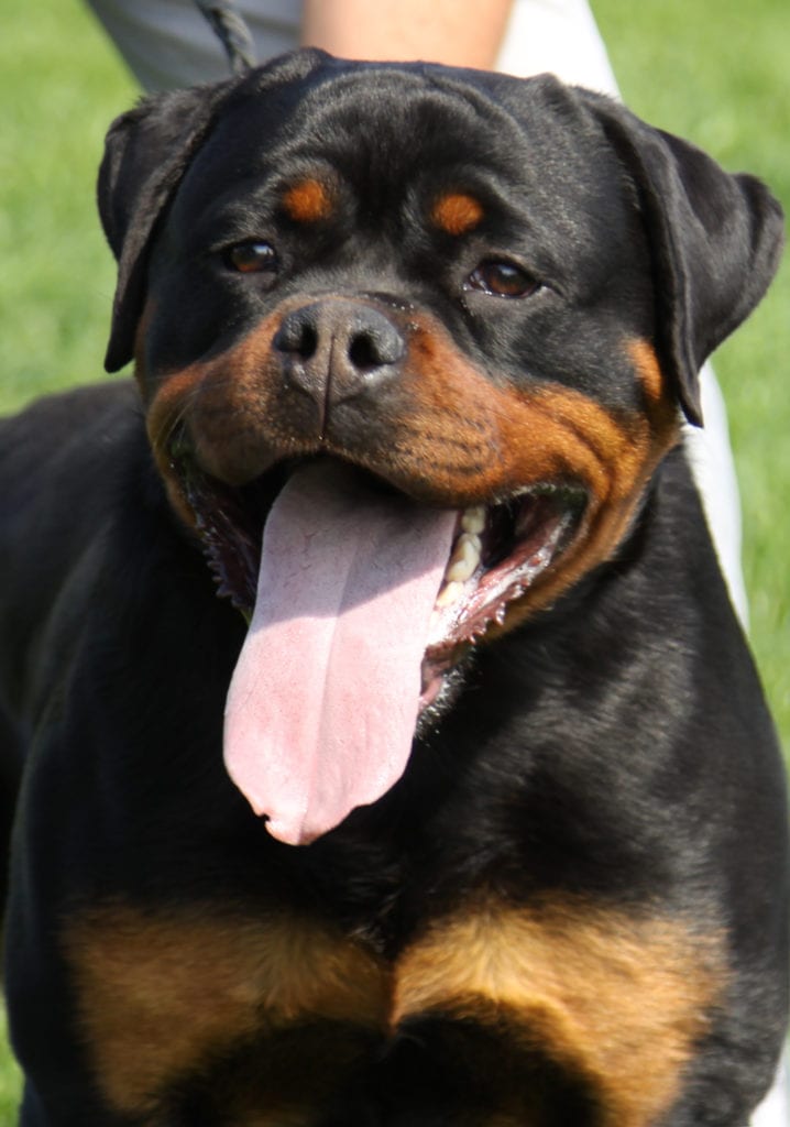 Blocky Rottweiler Head