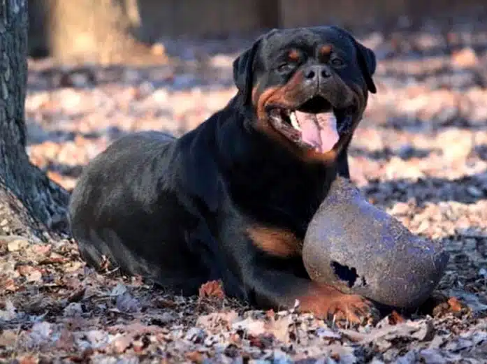Panther Von Der Alten Festung