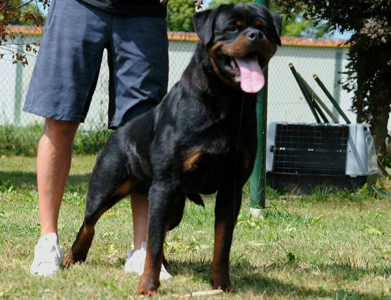Michael Corleone Von Hause Leroy King Rottweilers