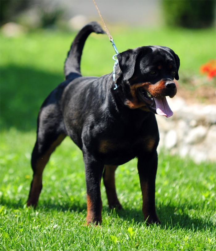 rottie with tail