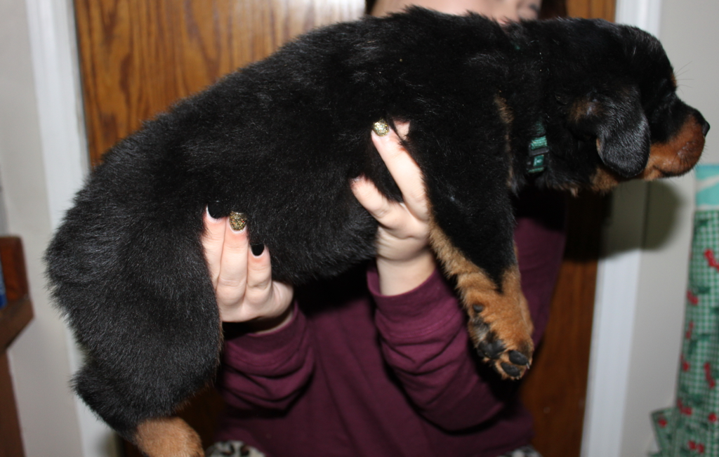 Giant Rottweiler Puppy For Sale