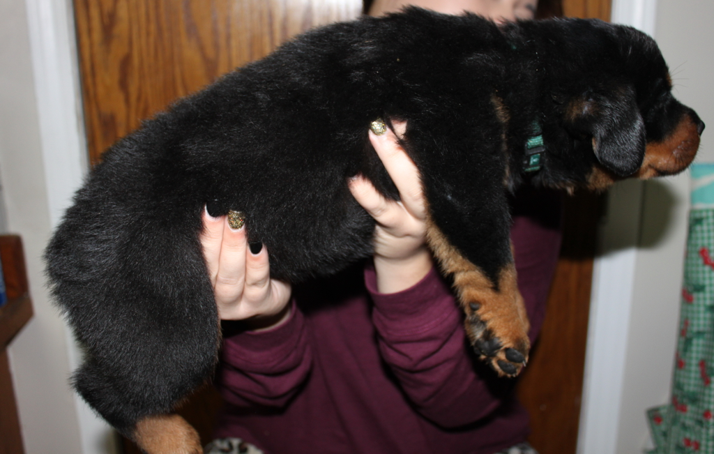 roman rottweiler puppies for sale