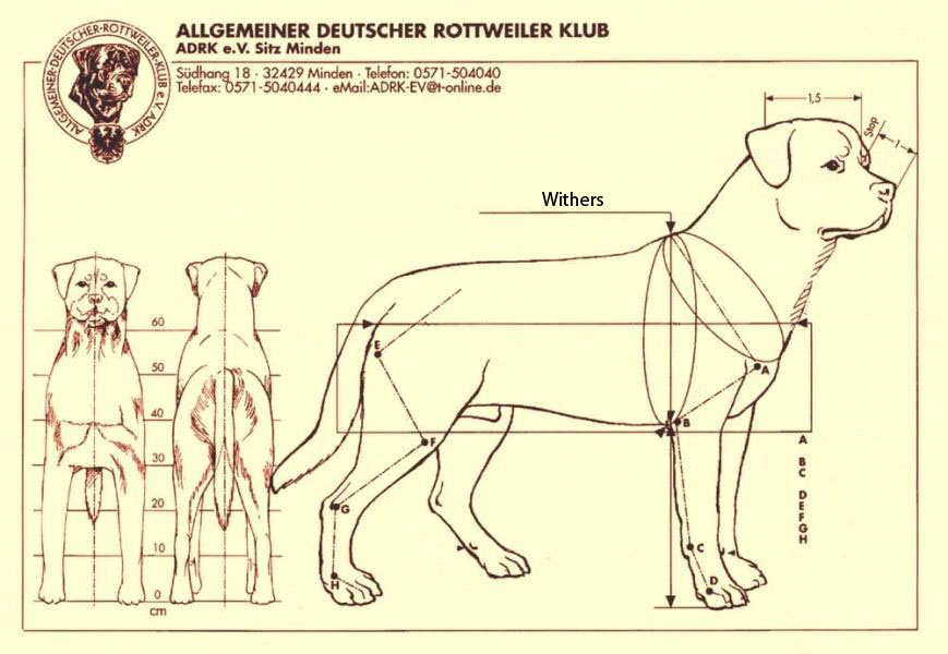 Rottweiler Proportions & Breed Standards