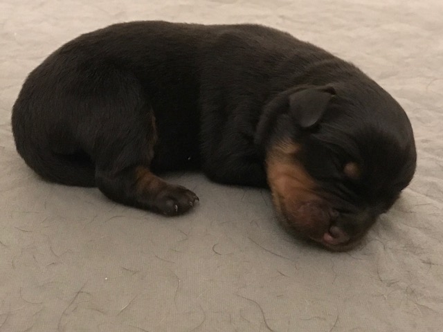 Finding a King Rottweiler Puppy