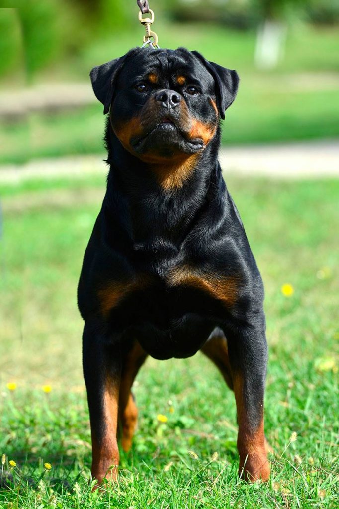 Giant Rottweiler Puppies