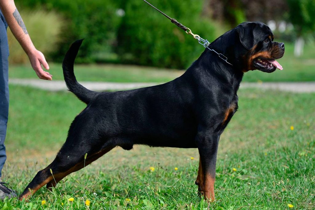 German Rottweiler Puppies for sale