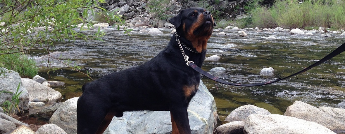 Rottweiler Grooming is easy