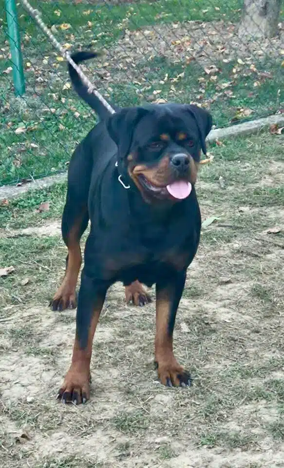 Sila Von Haus Drazic 9 Months