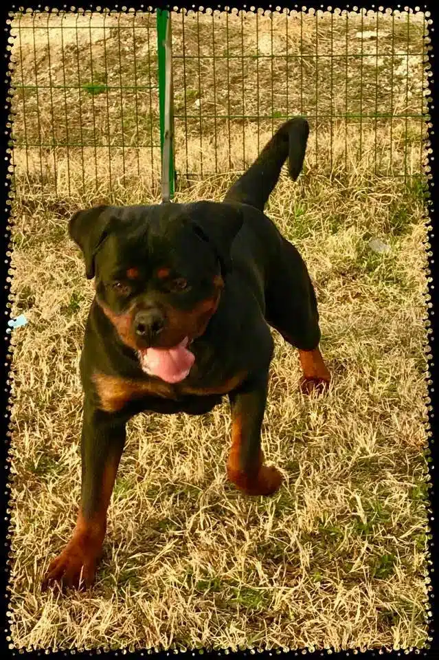 Sila Von Haus Drazic 12 Months Full