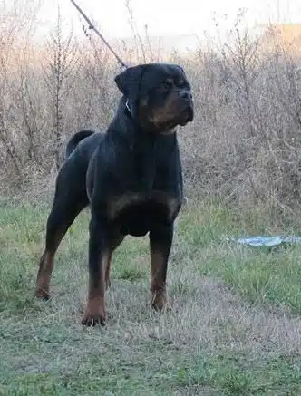 Sila Von Haus Drazic 15 Months