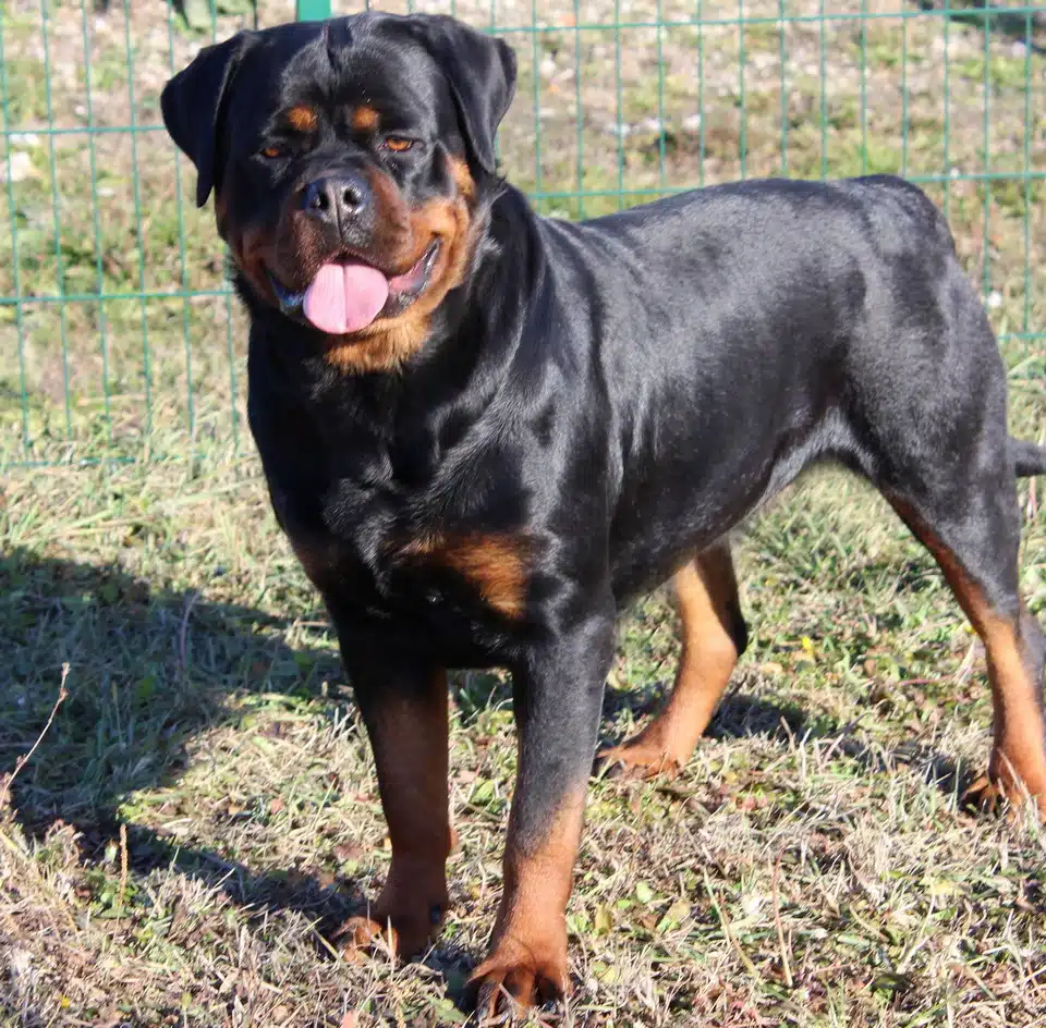 Sila V.Haus Drazic 2 Years Old 2