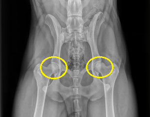 hip dysplasia