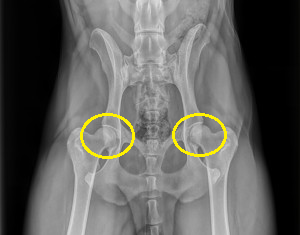 hip dysplasia in rottweilers