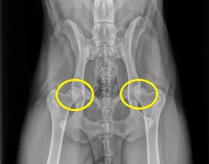 hip dysplasia in rottweilers