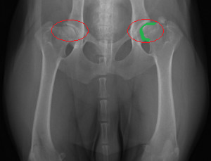 Hip Dysplasia in Rottweilers : King Rottweilers : December 5, 2017