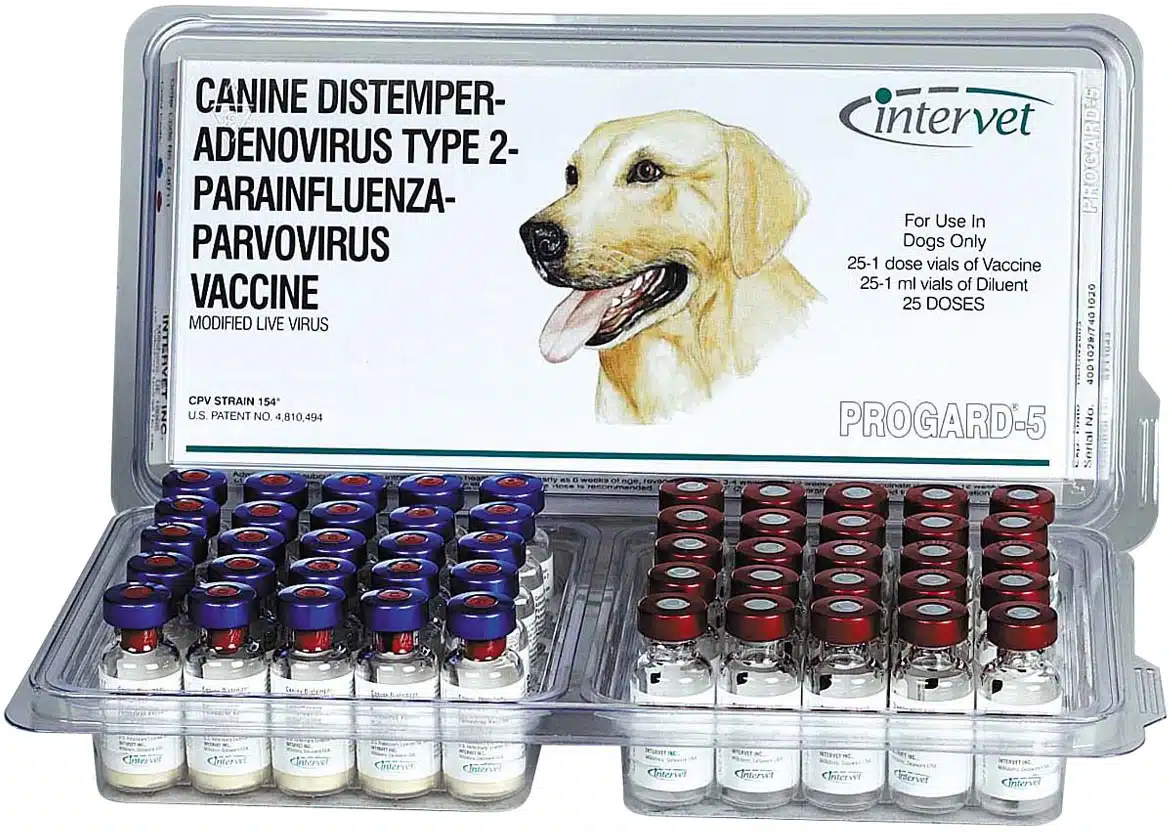 Parvovirus and Rottweilers: What You Need To Know