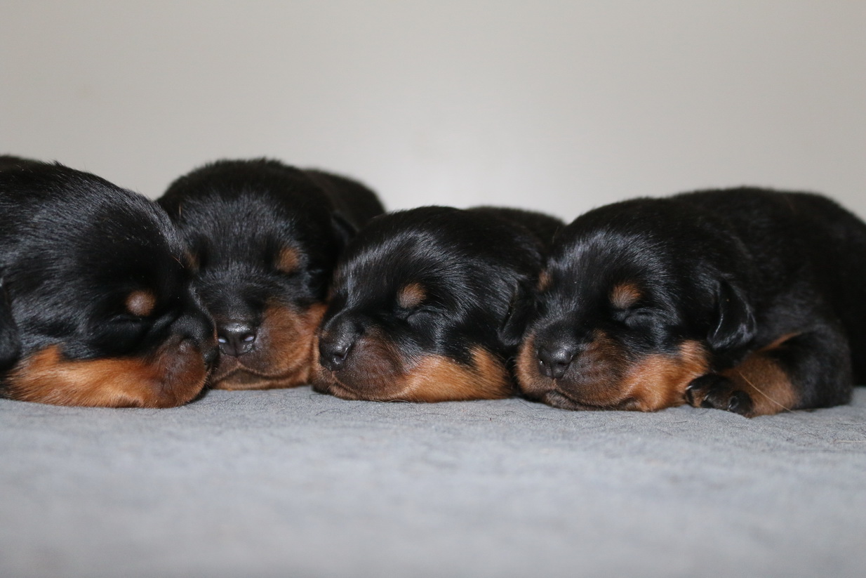 what to do if your rottweiler puppy is biting