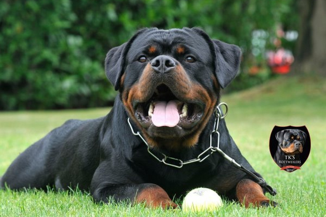 TK's New Yorker Big Block Rottweiler Head