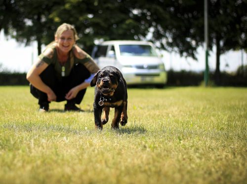 Rottweiler Potty Training