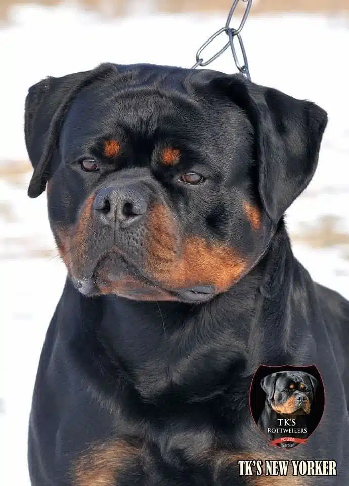 TK New Yorker Stud Service