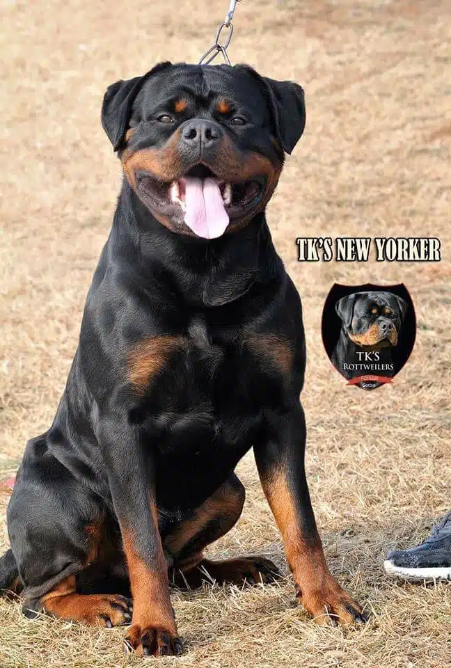 TK New Yorker Male Rottweiler Puppies