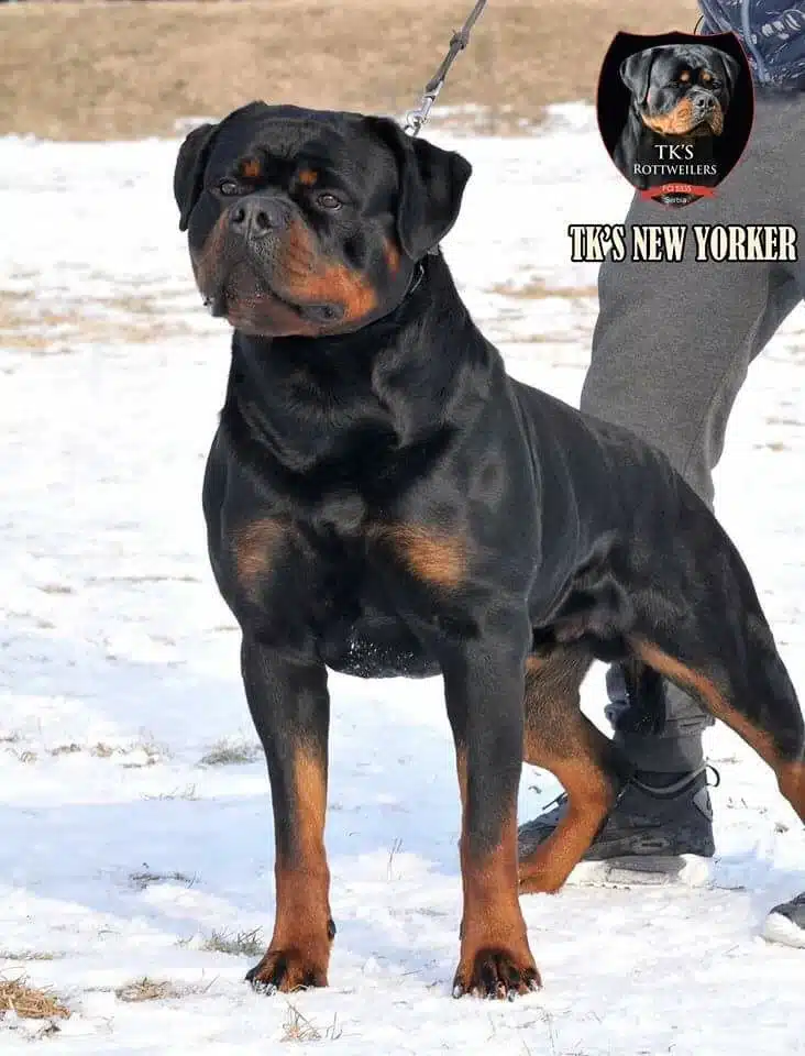 TK New Yorker Rottweiler Puppies for sale