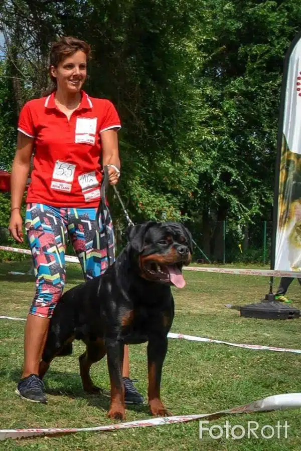 TK New Yorker Female Rottweiler Puppies