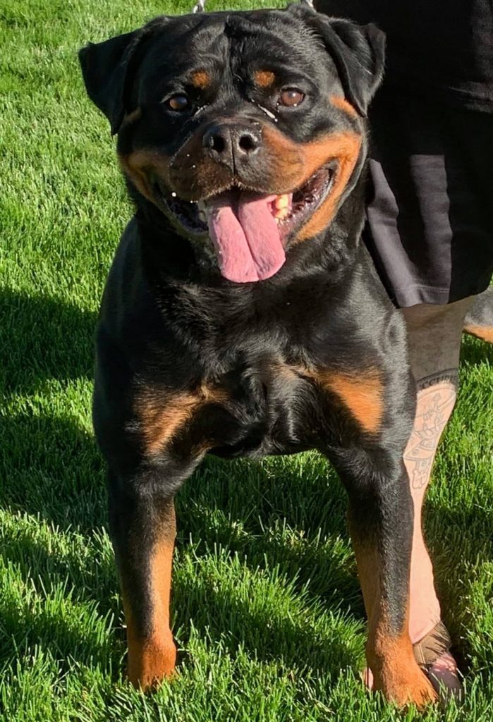 Champion Rottweiler Stud Dog