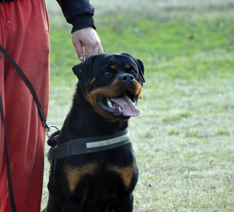 Iron Flash Rouse : Puppies : King Rottweilers