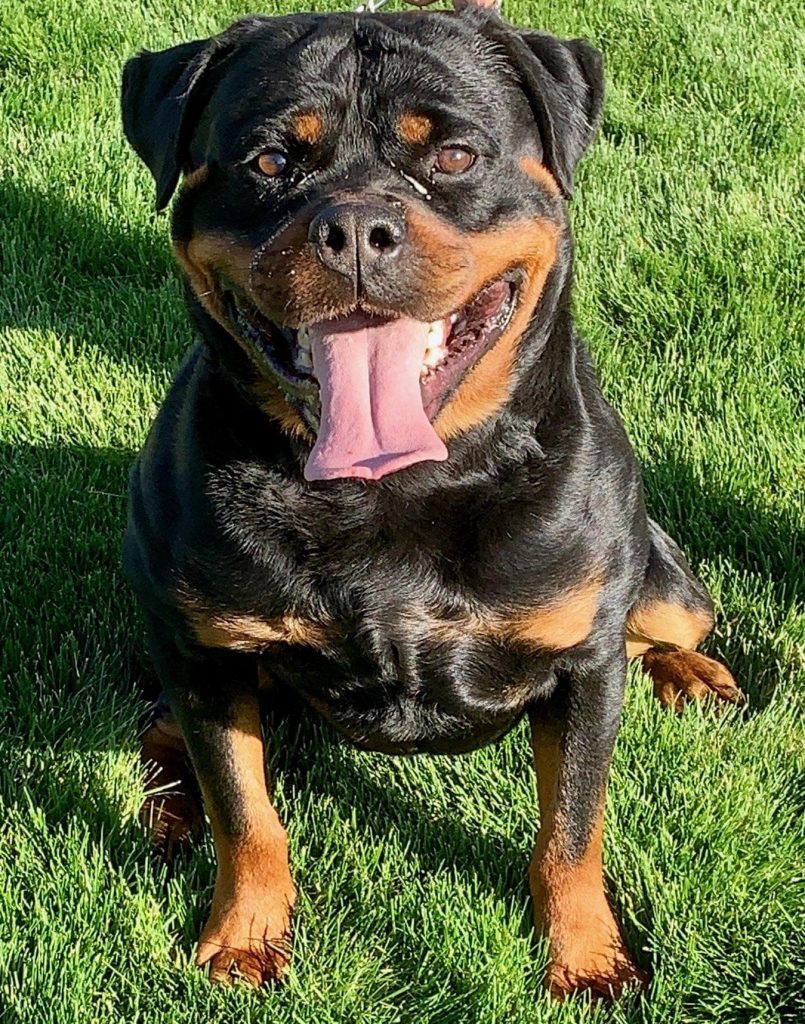 Rottweiler Stud Dog Services